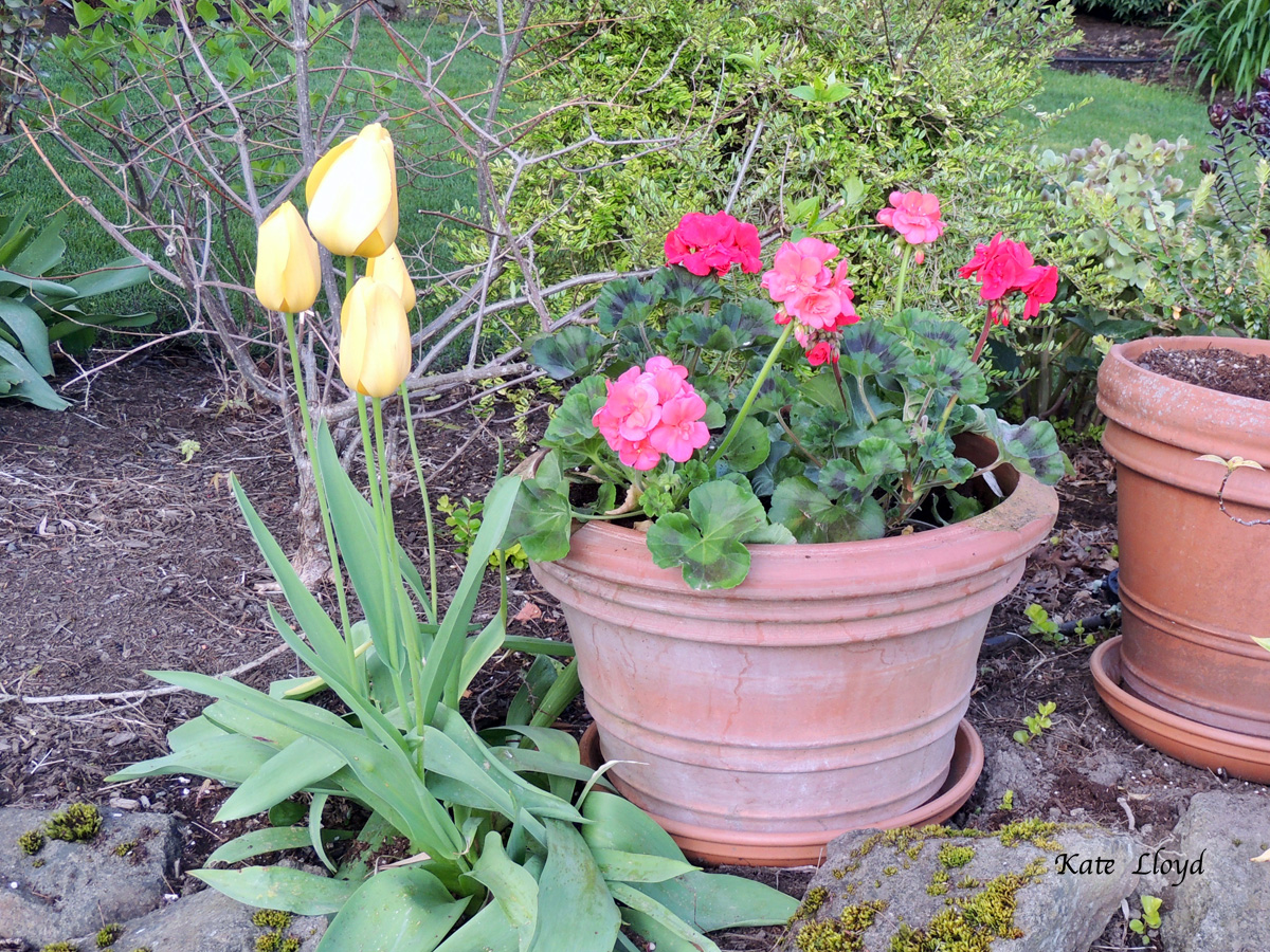 Pots are the way to go in little yards!