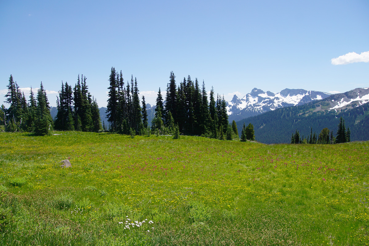 Meadow of wildflowers at Mt Rainier National Park