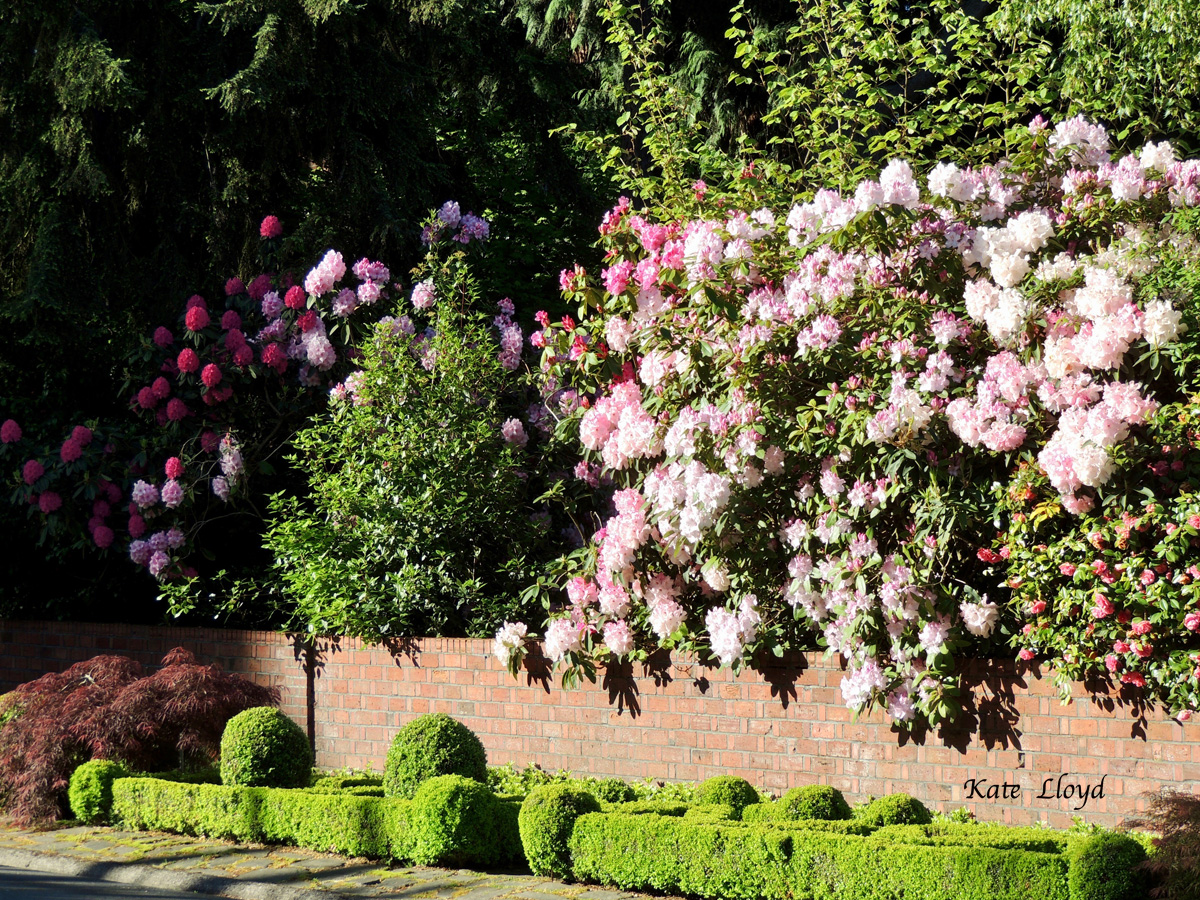 Gorgeous rhododendrons photographed by Kate Lloyd