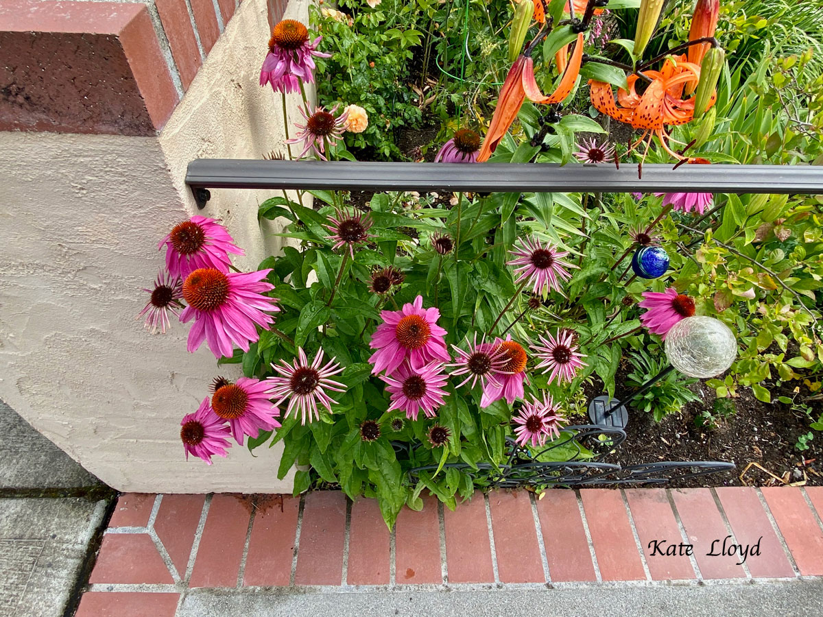 Flowers loved the rain!