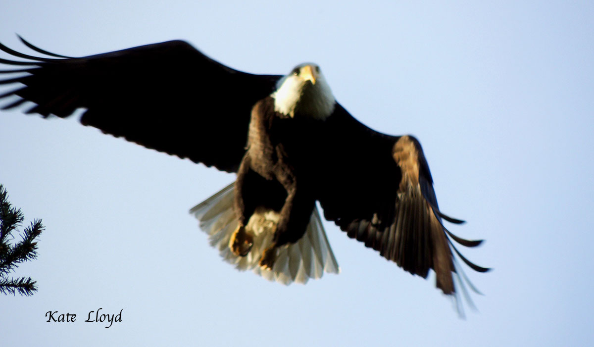 Our city eagle population is exploding!