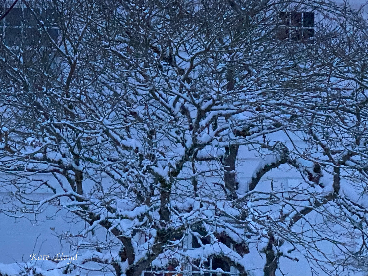 First thing in the morning, I could barely make out a window at our neighbor's home.