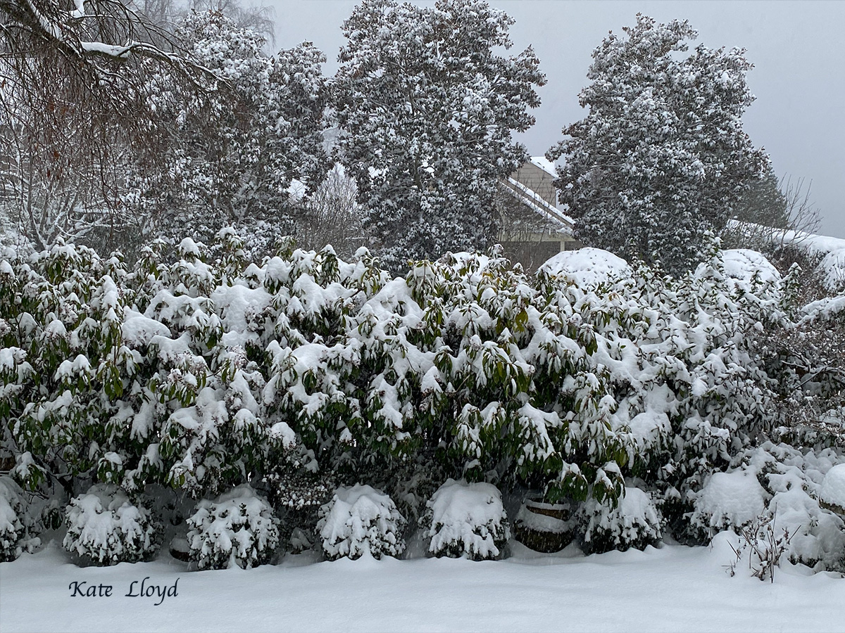 Coffee mug in hand, I admired the snow falling in our front yard. 