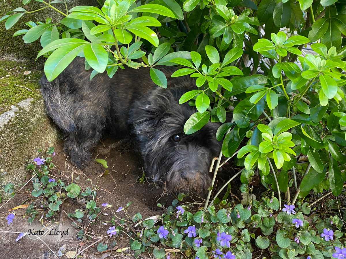 Kate Lloyd's dog Piper