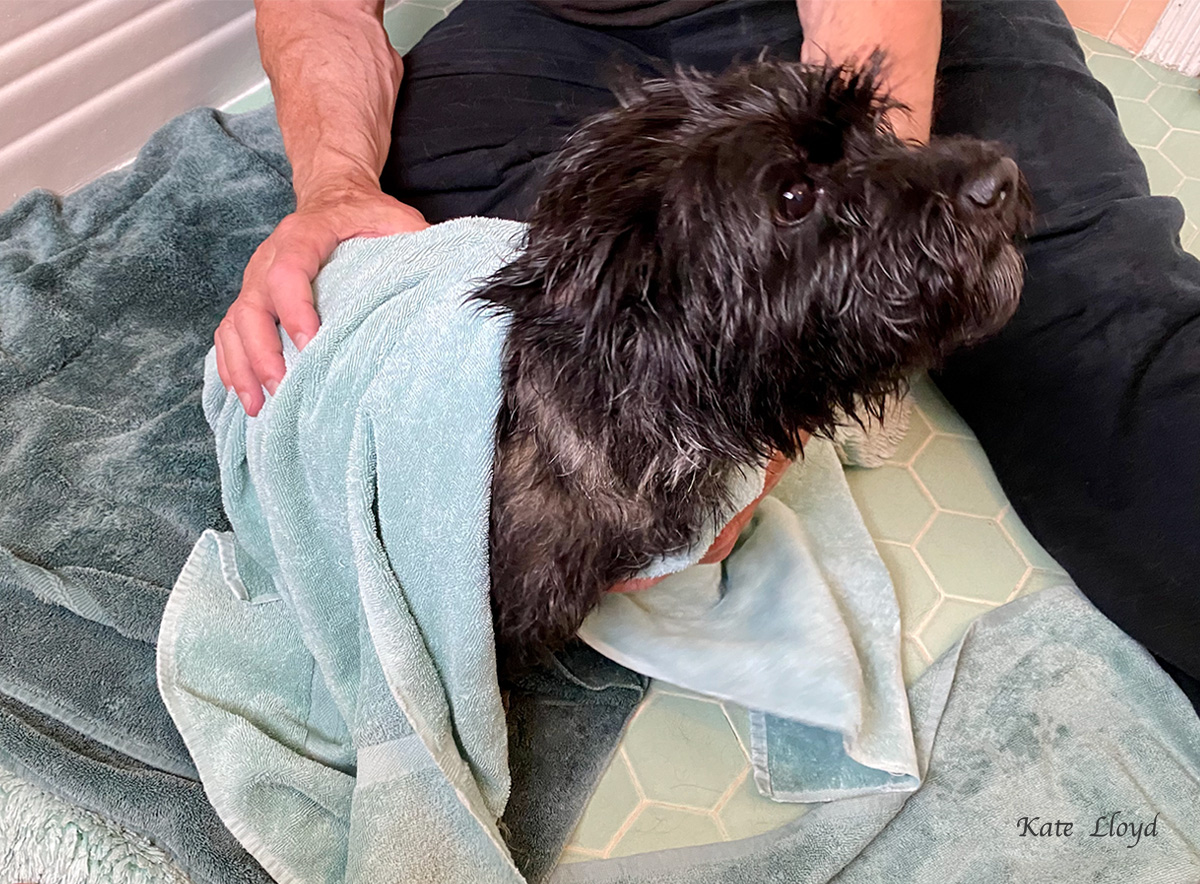 drying-off-piper