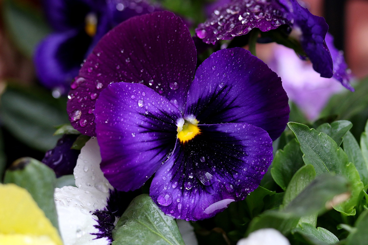 pansies-in-rain