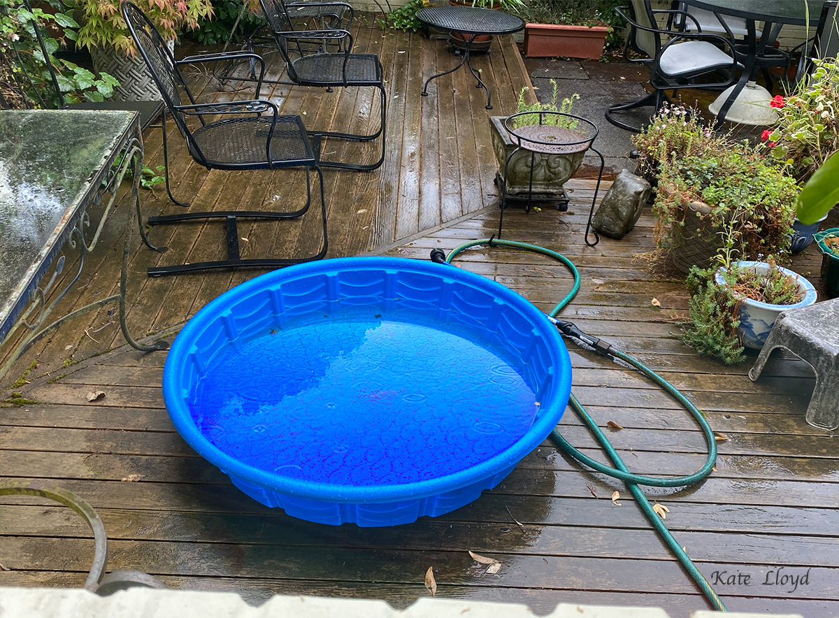 rain-in-kiddie-pool
