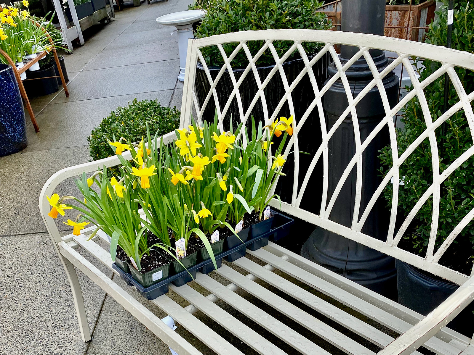daffodils