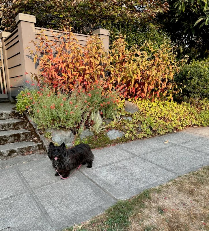 piper in front of fall plants