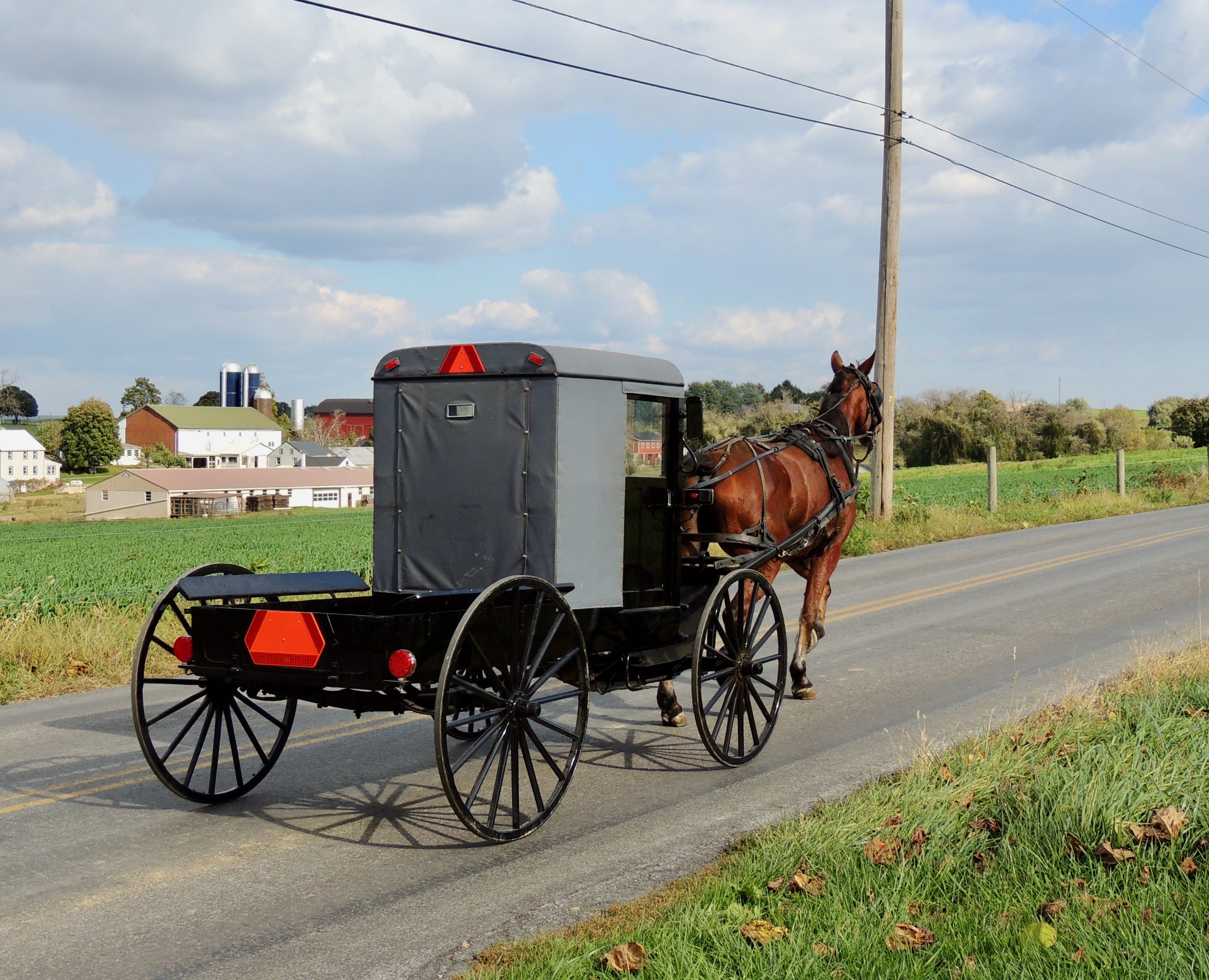 Horse and buggy