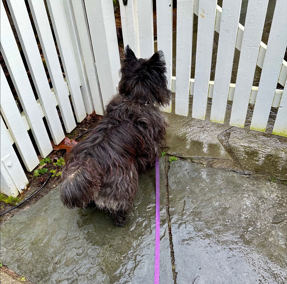 Piper hates getting wet!<br />

