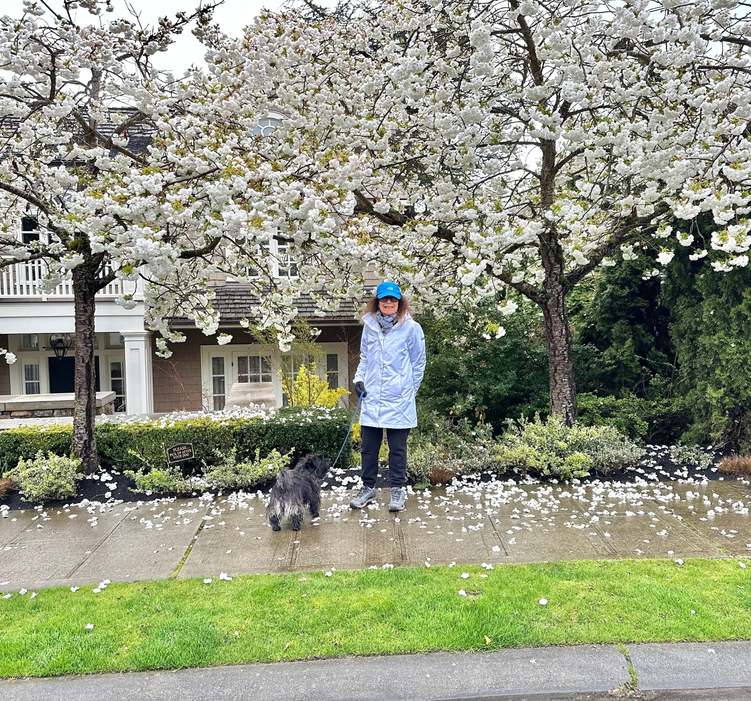 Cherry Blossoms blooming in our neighborhood!<br />
