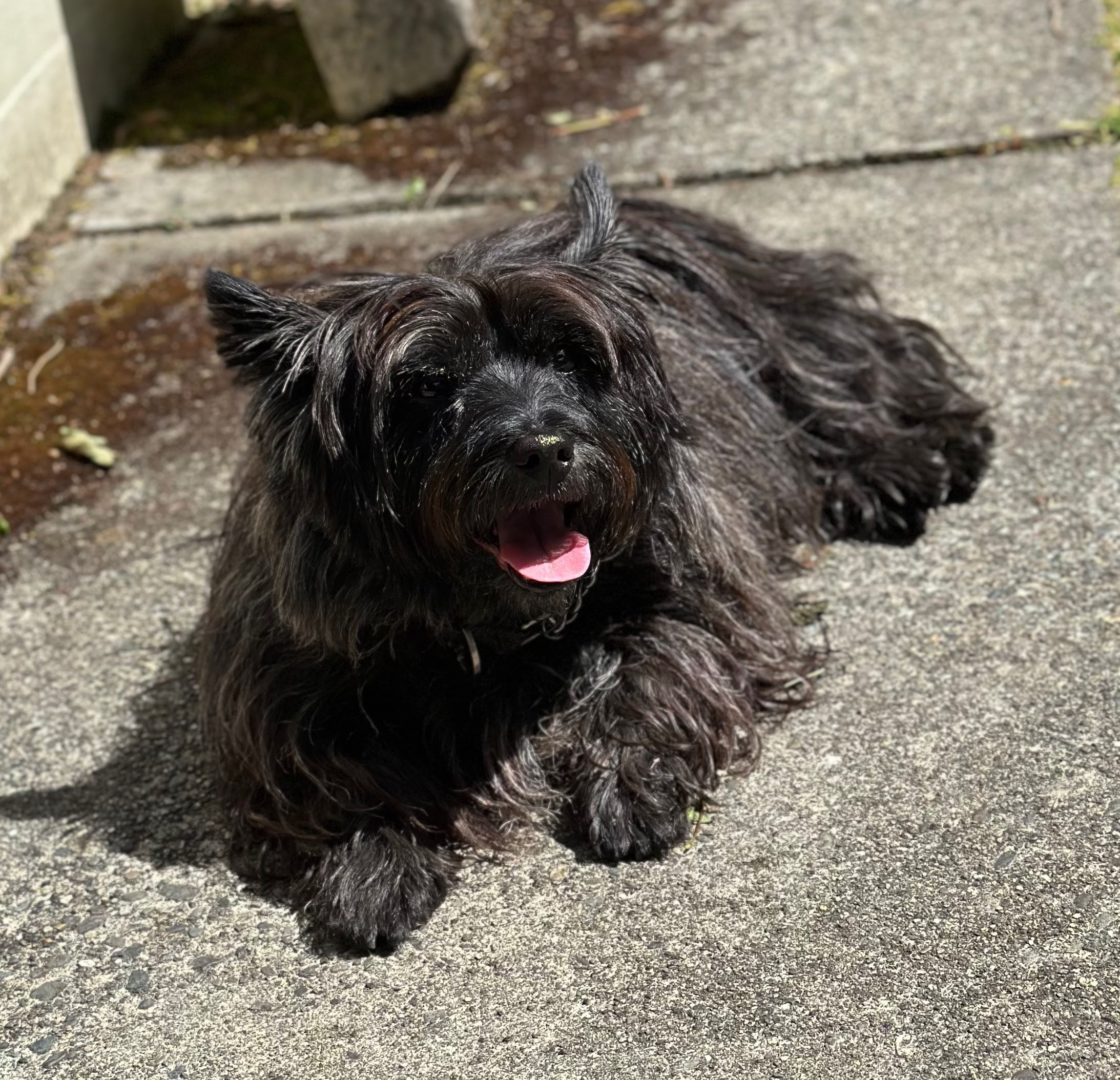 Piper loves lazing in the sun!
