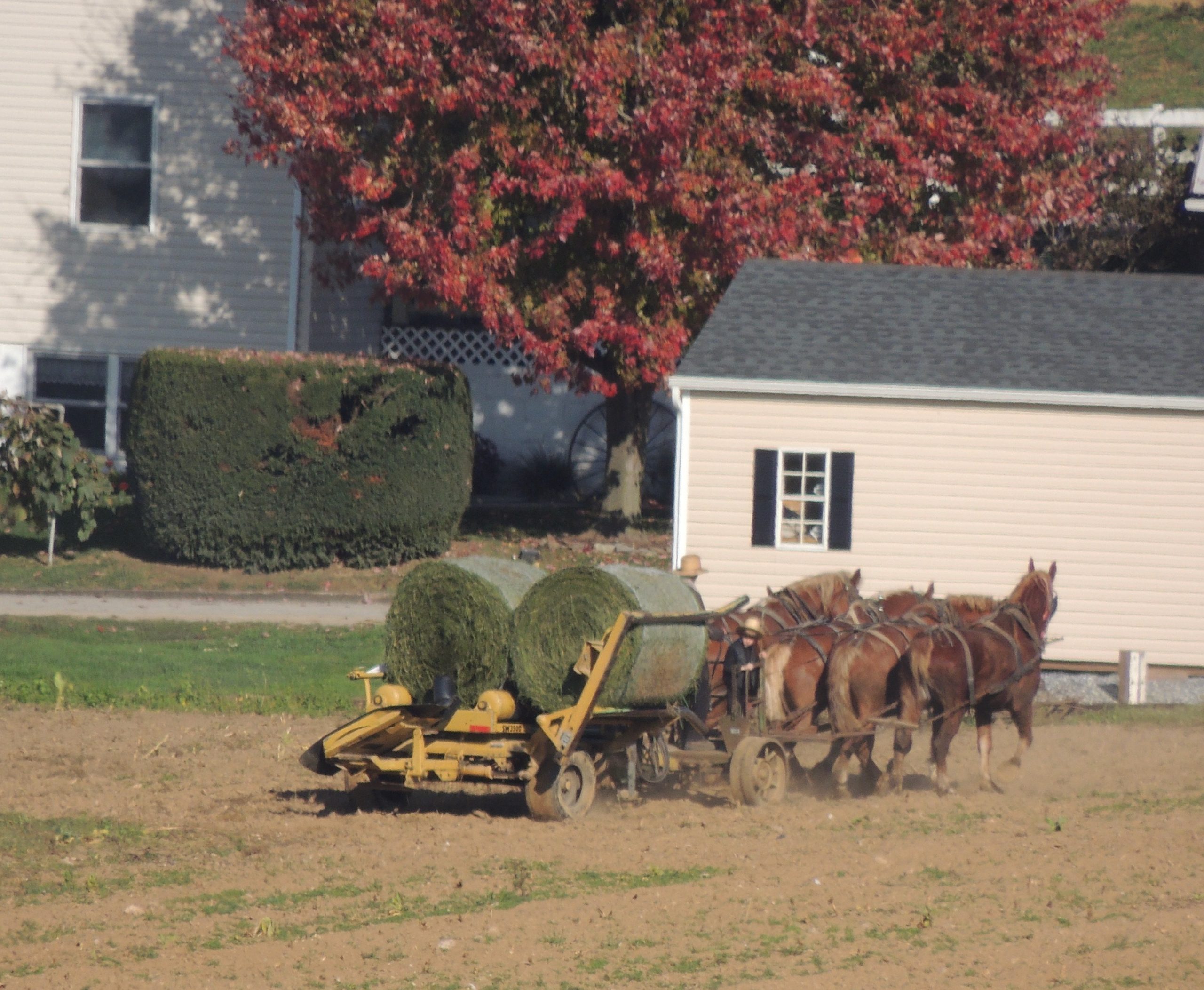Lancaster County Amish farmer at work.